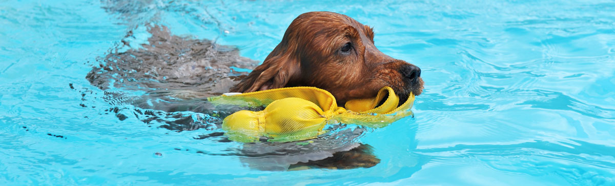 Piscine per cani