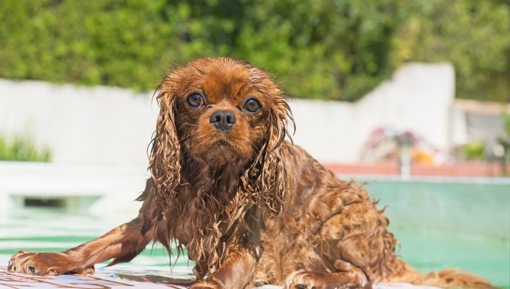Piscinetta per cani Piscinetta per cani