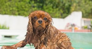 Piscinetta per cani