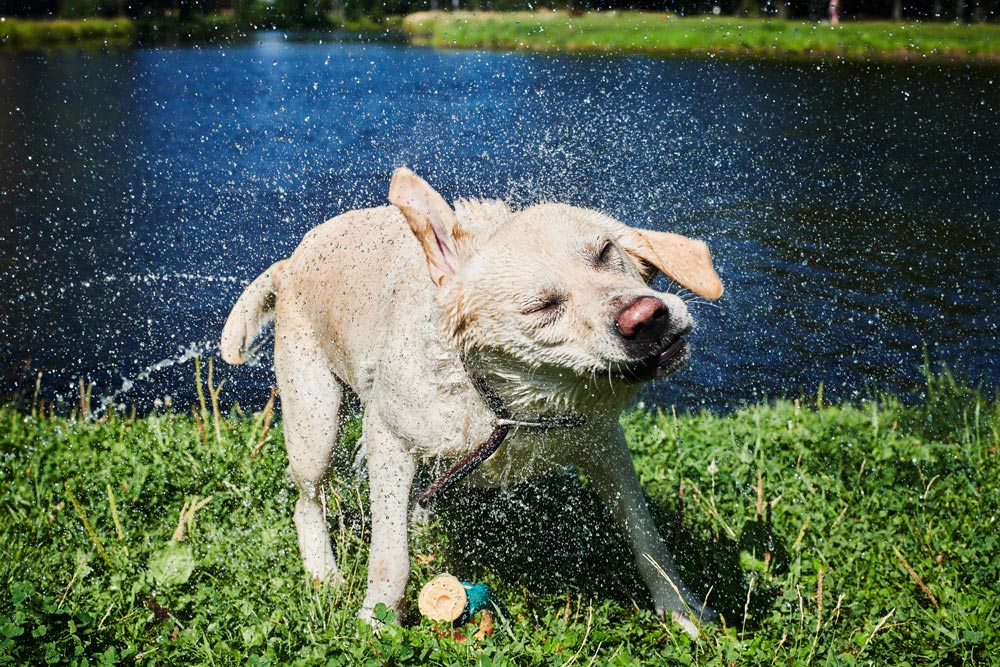 piscinetta cani